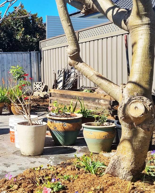 Colourful low-maintenance garden with productive planting at an Adamstown home