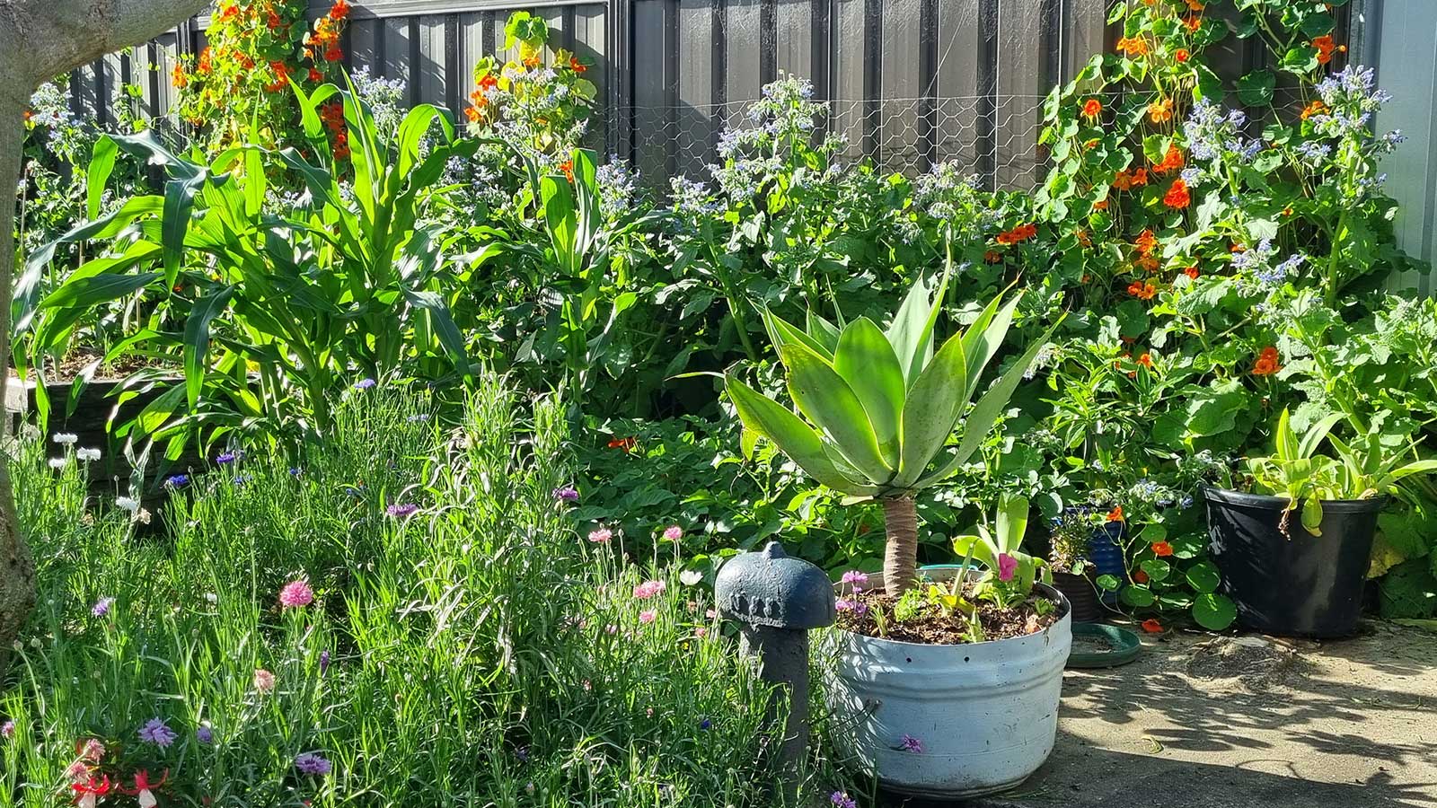 Adamstown backyard after the low-maintenance garden redesign