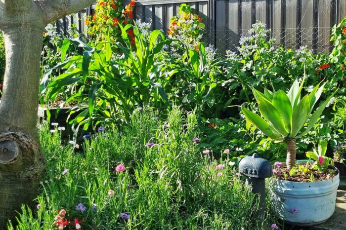 Colourful low-maintenance Adamstown garden designed by Sandra Kerr